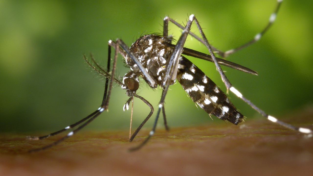 West Nile avança em Massachusetts e estado soma cinco casos neste ano
